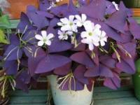 گیاهان آپارتمانی مقاوم