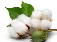 کاربرد-پنبه