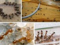 از بین بردن موریانه