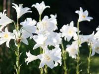 گیاه آپارتمانی سمی