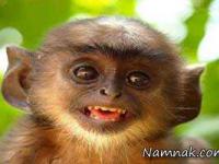 شوخی اینترنتی