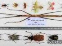 بزرگترین حشره دنیا