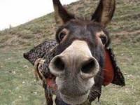 بزرگترین الاغ