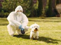 کرونا ویروس