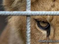 مراسم عروسی