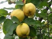 میوه به