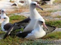 پیرترین پرنده