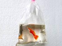 تصاویر سه بعدی