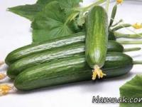 خیار گلخانه ای