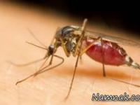 دفع نیش حشرات