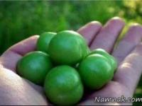 گوجه سبز
