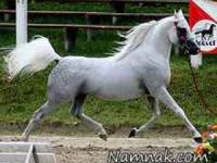 اسب های اصیل عربی