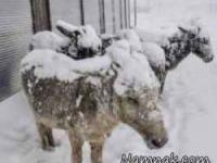 الاغ های یخ زده