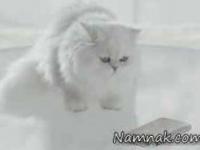 کاور گوشي گلکسی اس 6