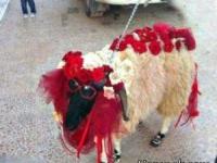 عکس های خنده دار