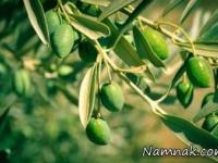 برگ زیتون