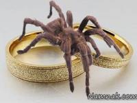 عنکبوت گزیدگی