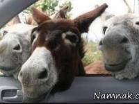 عکس های خنده دار