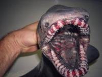 موجودات دریایی