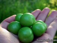 گوجه سبز