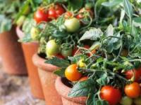 پرورش گوجه فرنگی در خانه
