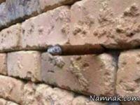حل معما