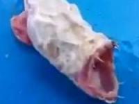 هیولای اقیانوس