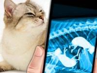 گربه باردار