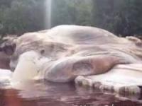 هیولای دریایی