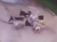 زنده زنده خورده شدن