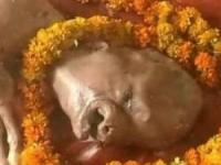 گوساله با سر انسان