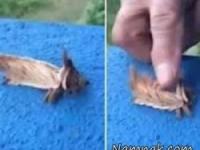 کشف موجود عجیب