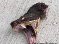 سر بريده مار