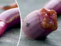 کرم وحشتناک