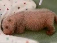 مراحل رشد پاندا