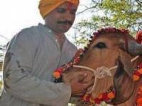 ادرا و مدفوع گاو