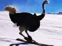 اسکی شتر مرغ