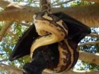 مار پیتون و خفاش 