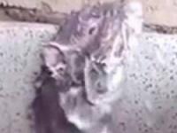 حمام کردن موش