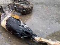 مار غول پیکر