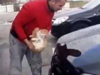 کار جنجالی با گربه