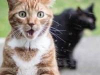 پرواز گربه سفید