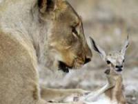 شیر بچه آهو