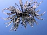 موجود عجیب دریا