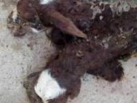 بره گوسفند دوسر