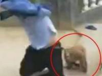 میمون