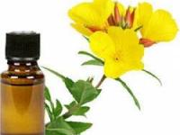 گل پامچال مغربی