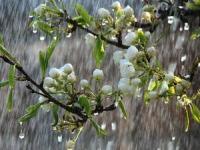 علت بوی خوب باران