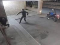 سارق و دزد احمق