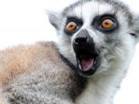 دانستنی های حیوانات